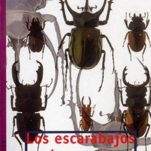 LOS ESCARABAJOS VUELAN AL ATARDECER